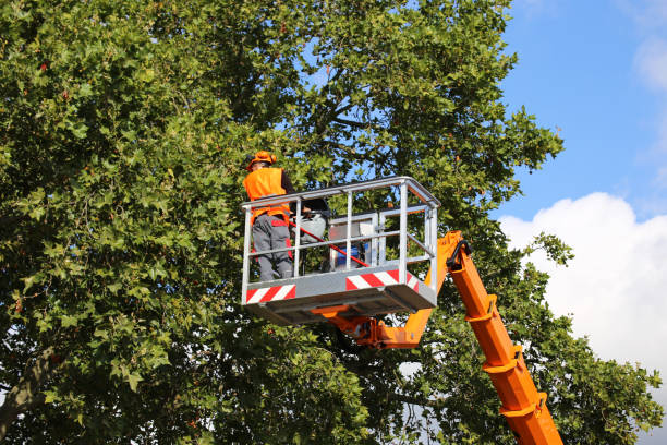 Best Hedge Trimming  in Hunters Creek Village, TX
